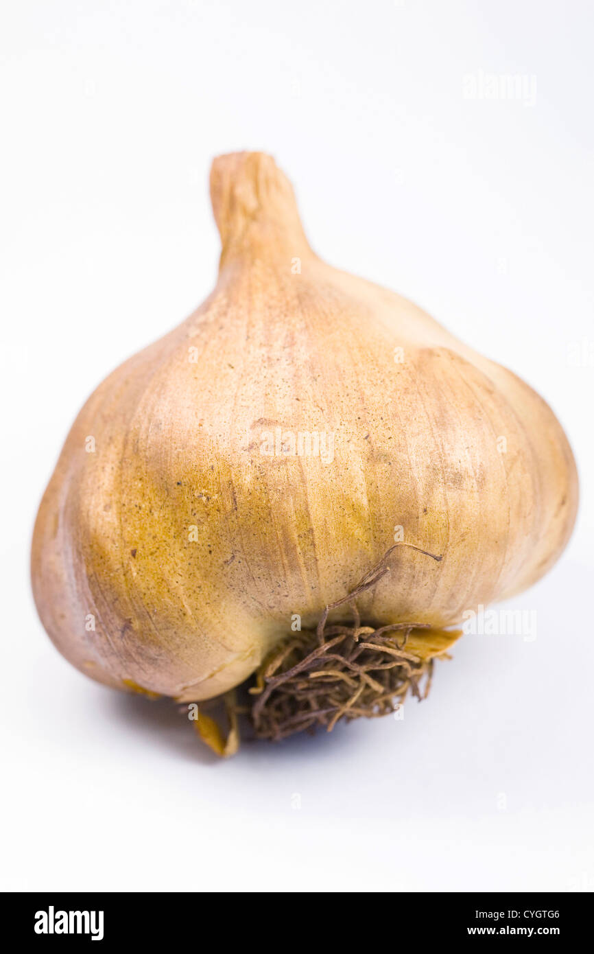 Allium Sativum. Geräucherte Knoblauchzwiebel vor einem weißen Hintergrund. Stockfoto