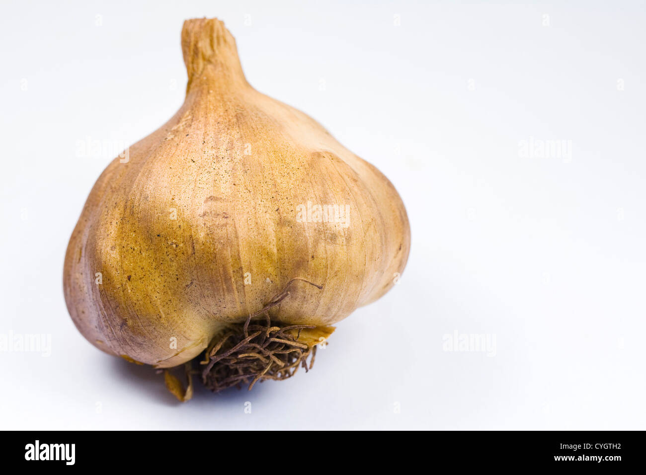 Allium Sativum. Geräucherte Knoblauchzwiebel vor einem weißen Hintergrund. Stockfoto