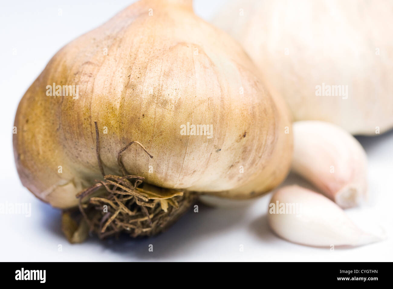 Allium Sativum. Geräucherte Knoblauchzwiebel vor einem weißen Hintergrund. Stockfoto