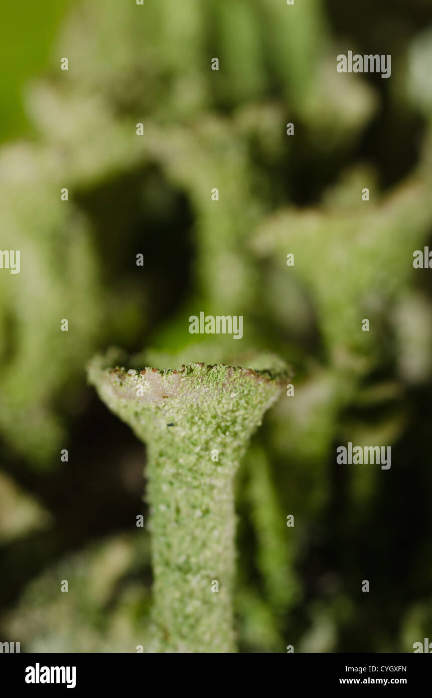 Flechten Fruchtkörper Pixie-Pokalsieger Stockfoto