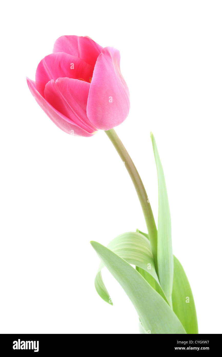 Isolierte rosa Tulpe - Frühling Stockfoto