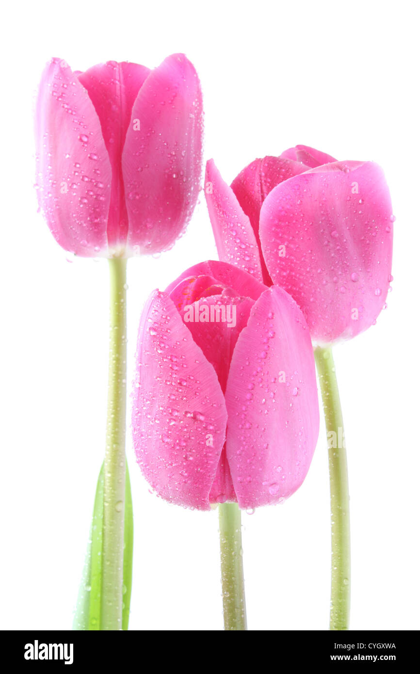 Isolierte rosa Tulpen - Frühling Stockfoto