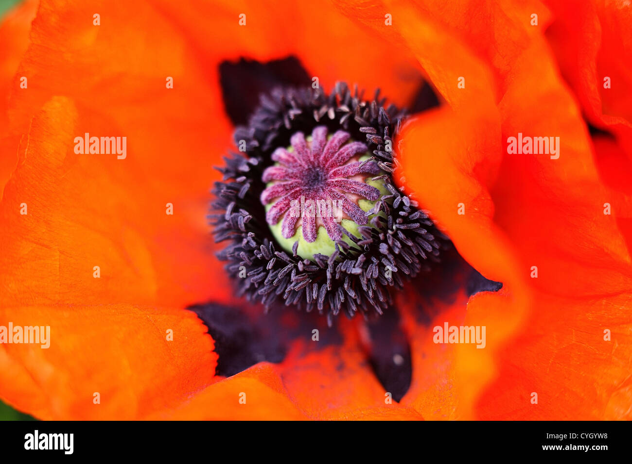 Zentrum von Poppy schottischen Garten UK Stockfoto