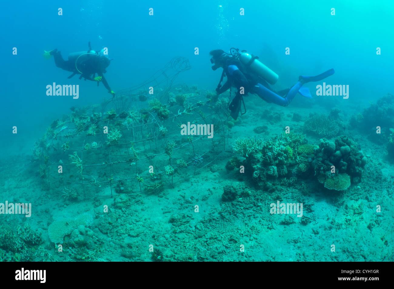 Wissenschaftler untersuchen eine neue Biorock Korallenriff Restaurierung Projekt, Pemuteran, Bali, Indonesien. Stockfoto