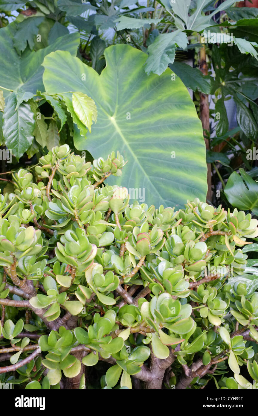 Crassula Ovata - Efeutute (Mitte unten) Colocasia (große Blätter Mitte) Stockfoto