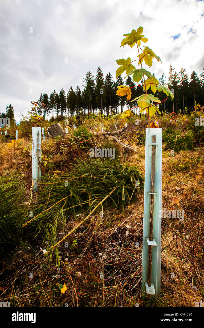 Retimber, aufzuforsten Bereich. Riesige Flächen des Waldes wurde zerstört, während eines Sturms im Jahr 2007. Neue Pflanzen. Sauerland-Gebiet, Deutschland Stockfoto