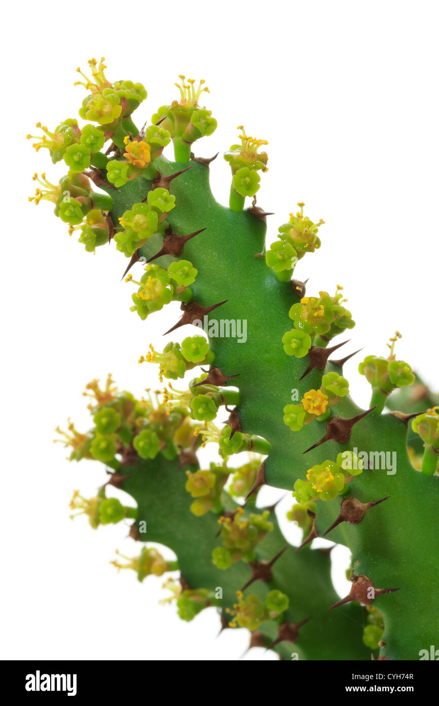 Euphorbia Squarrosa, männliche Blüten blühen vor dem Weibchen / / Euphorbia Squarrosa, Les Fleurs Mâles Précèdent Les Femelles Stockfoto