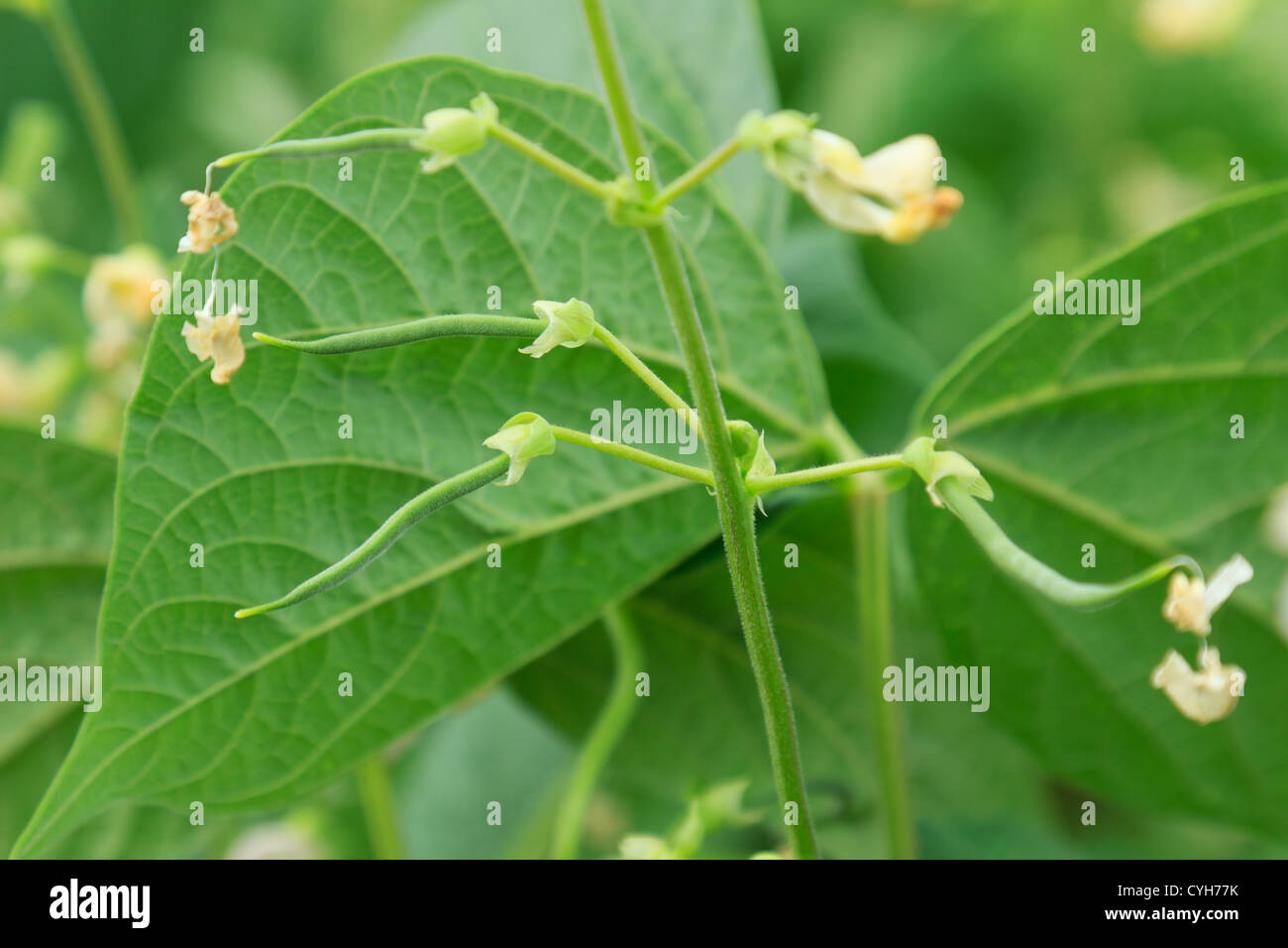 Junge grüne Bohnen "Oxinel" / / Jeunes Haricots Verts 'Oxinel' En Bildung Stockfoto