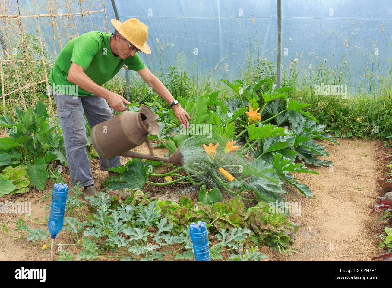 Zucchini in einen Gemüsegarten unter einem Folientunnel Bewässerung / / Arrosage de Zucchini Dans un Potager Sous Tunnel Stockfoto