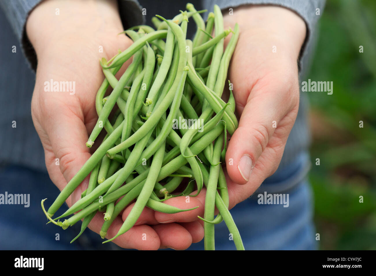 Grüne Bohnen "Oxinel" nur Kommissionierung / / Cueillette de Haricots Verts Nains "Oxinel" Stockfoto