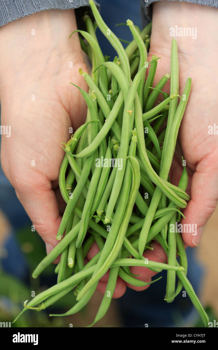 Grüne Bohnen "Oxinel" nur Kommissionierung / / Cueillette de Haricots Verts Nains "Oxinel" Stockfoto