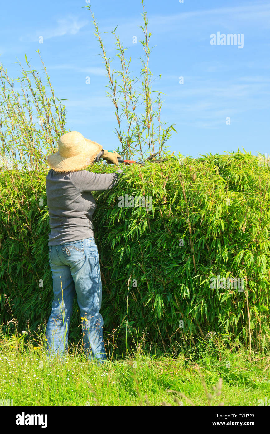 Beschneiden von einer Hecke aus Bambus Fargesia von einem Gärtner
