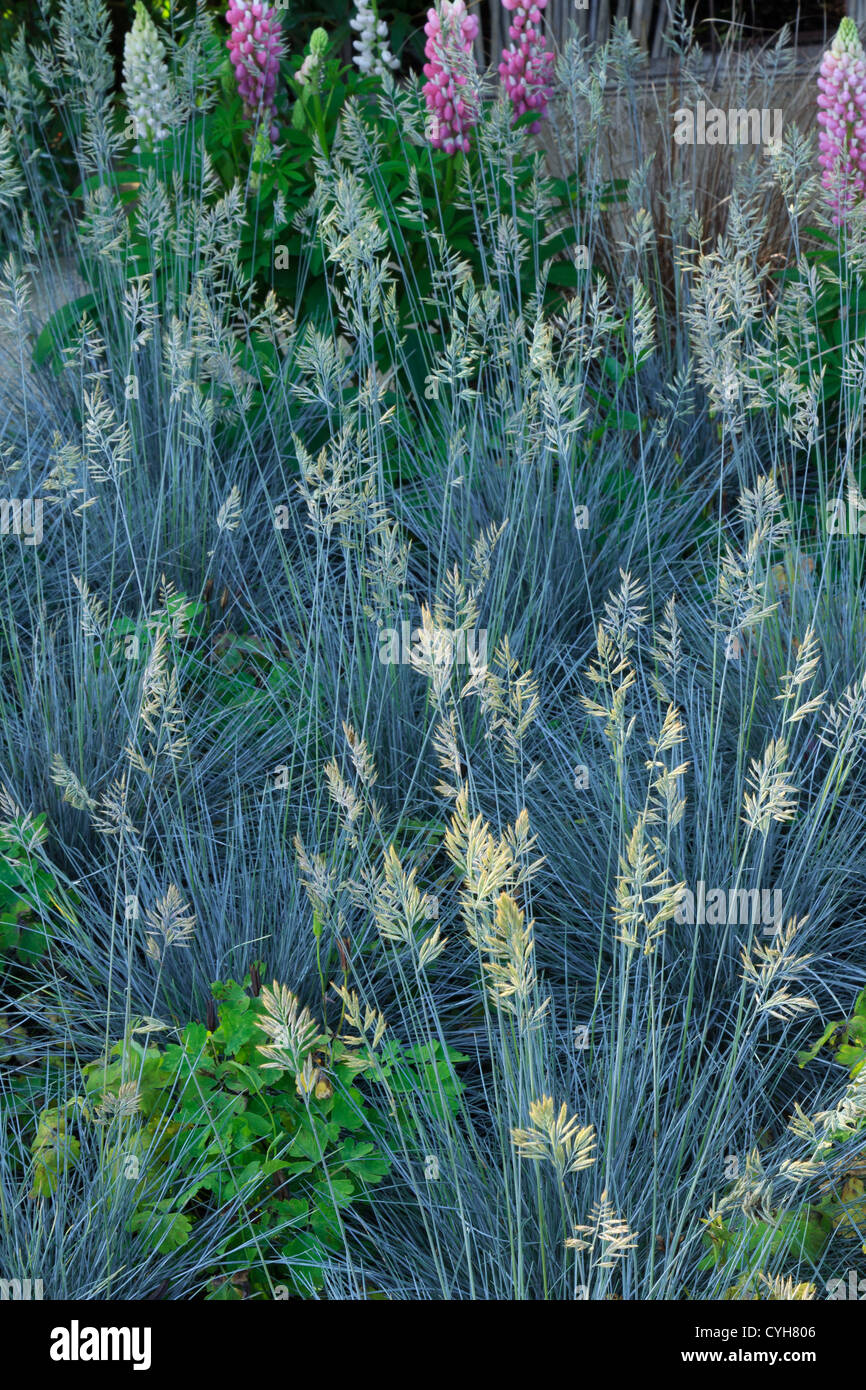 Blau-Schwingel 'Elijah Blue', Festuca Glauca 'Elijah Blue' / / Fétuque Bleu 'Elijah Blue', Festuca Glauca 'Elijah Blue' Stockfoto