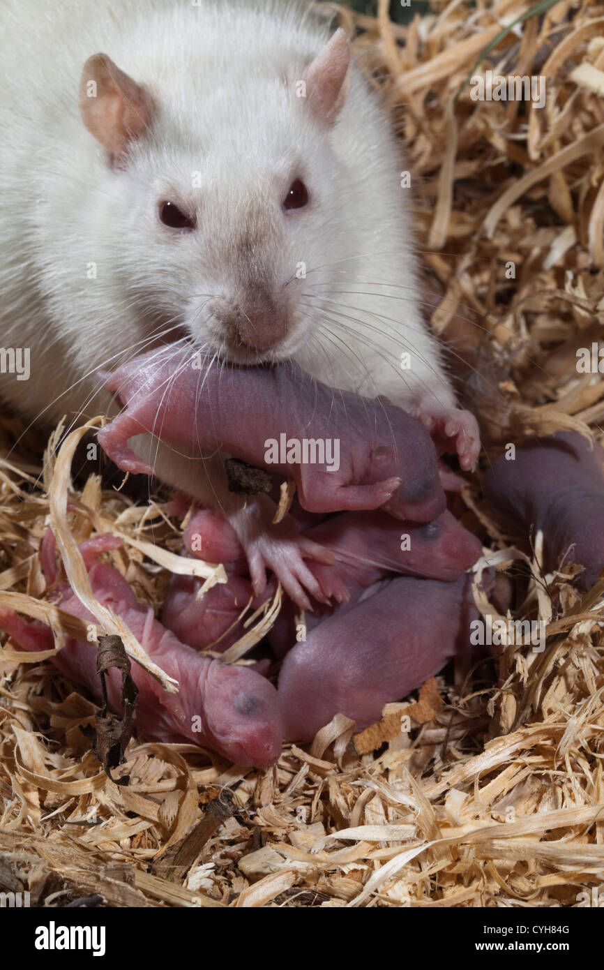 Inländische Ratte (Rattus Norvegicus). Erwachsenes Weibchen mit Zähnen zu halten und jung zu greifen, während Familie im Nest neu arrangieren. Stockfoto