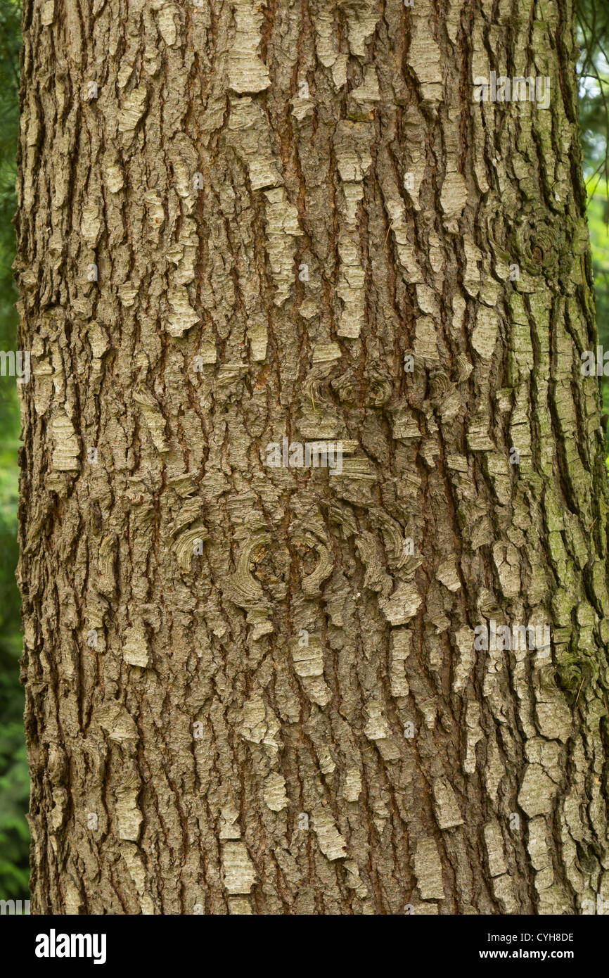 Stamm von Deodar Zeder (Cedrus Deodara) / / Tronc de Cèdre (Cedrus Deodara) Stockfoto