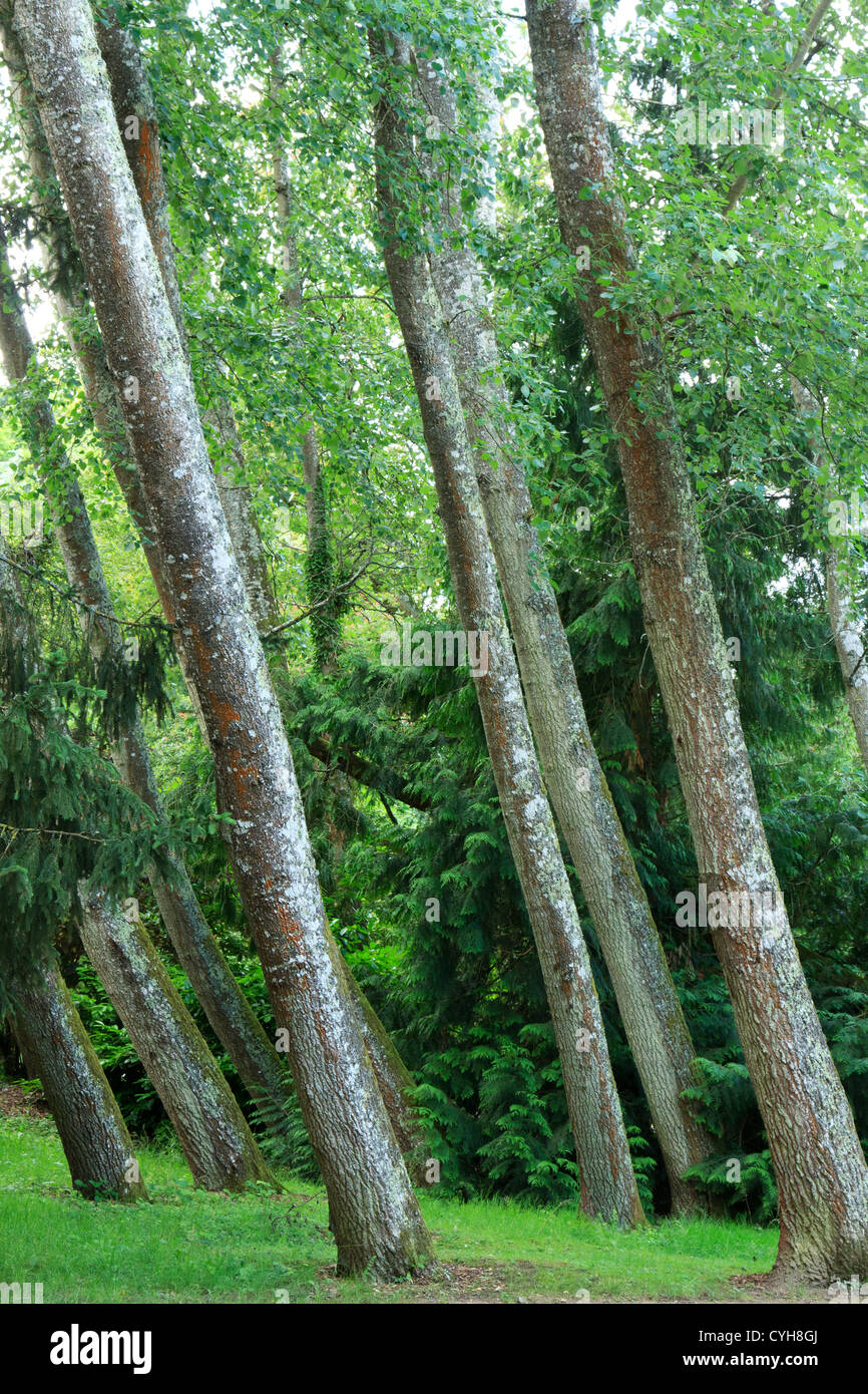 Grau-Pappel (Populus × Canescens) gekippt (Frankreich) / / Parc Floral De La Source, Peupliers Grisards (Populus X Canescens), Penchés Stockfoto