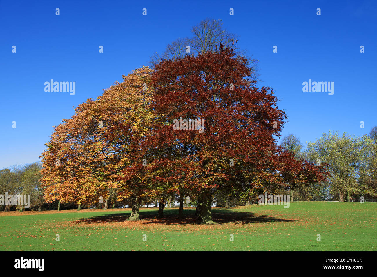 Bäume mit Herbstfarben in Roundhay Park Leeds, West Yorkshire, England, UK Stockfoto