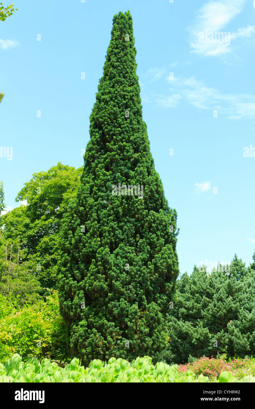 Irische Eibe (Taxus Baccata 'Fastigiata'), Frankreich, Parc Floral De La  Source / / If Fastigi Taxus Baccata 'Fastigiata' Stockfotografie - Alamy