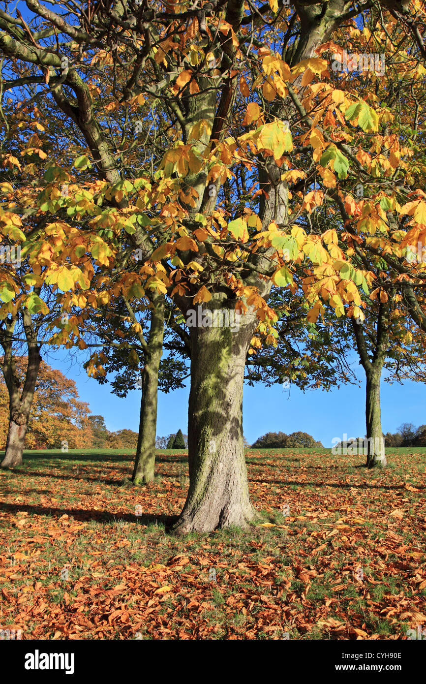 Baum mit Blättern in Herbstfarben in Roundhay Park Leeds, West Yorkshire, England, UK Stockfoto