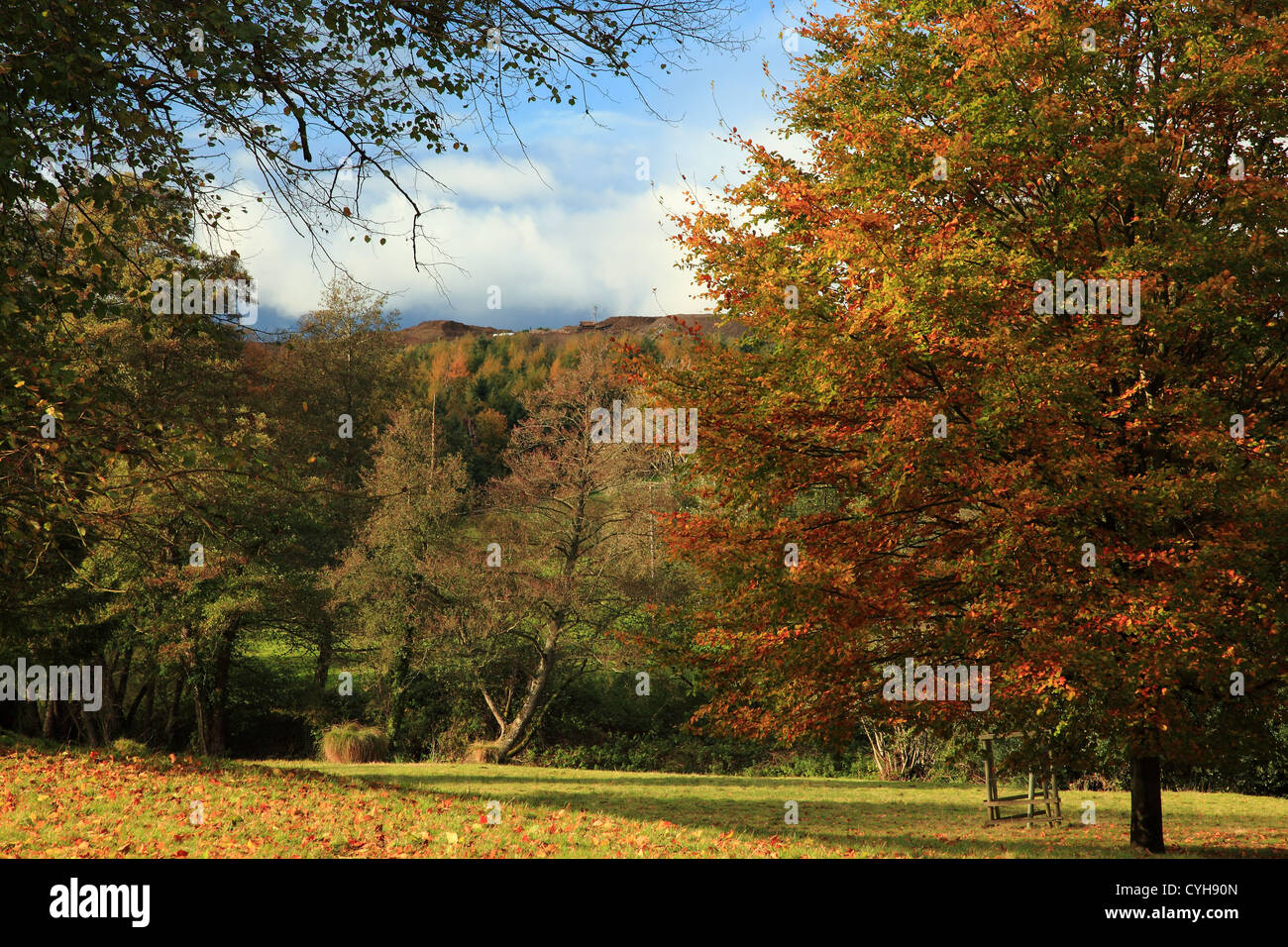 Sandgrube oberhalb Albury, Surrey Hills, England Stockfoto