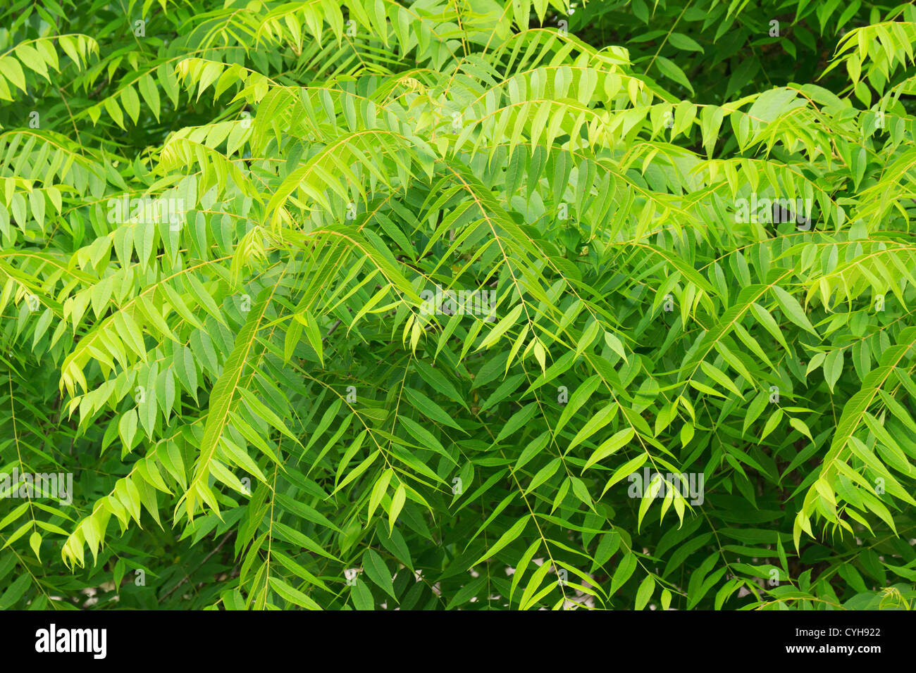 Östlichen Schwarznuss, Juglans Nigra / / Noyer Noir, Juglans Nigra