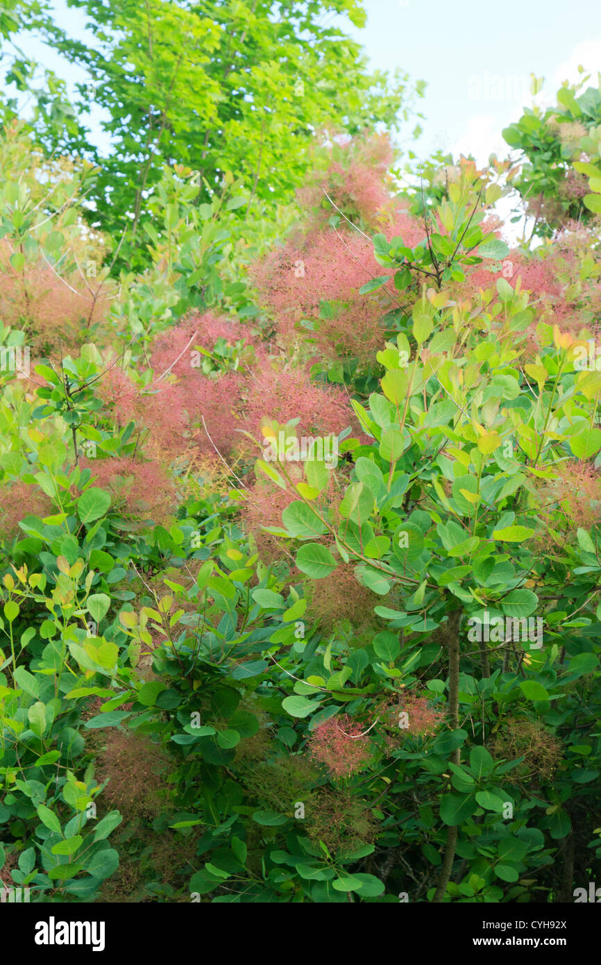 Smoketree oder Rauch Busch, Cotinus Coggygria / / Cotinus Coggygria Ou 'Arbre À Perruques","Fustet"Ou" Barbe de Jupiter " Stockfoto