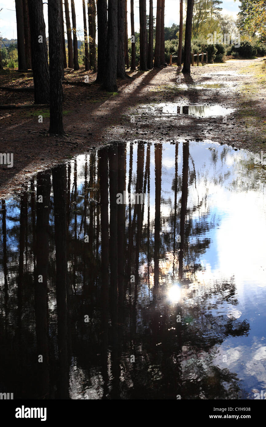 Blackheath Common, Reflexionen der Kiefer in die Pfütze, Surrey, England Stockfoto