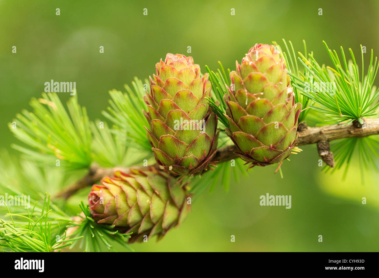 Europäische Lärche, Larix Decidua, Kegel / / Cône Femelle de Mélèze d ' Europe, Larix Decidua Stockfoto