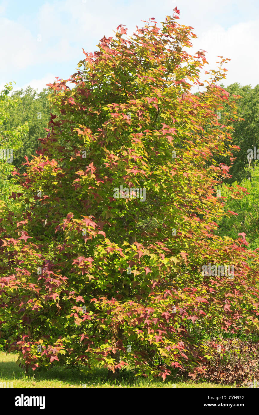 Chinesischer Amberbaum oder Formosische Gum, Liquidambar Formosana im Frühjahr Stockfoto