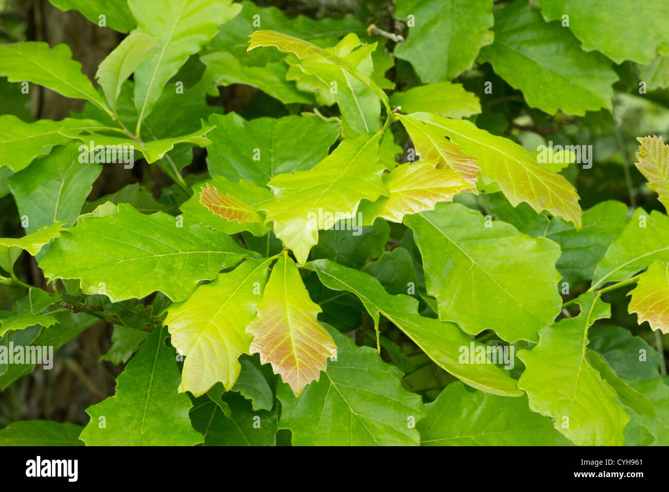 Sumpf-Eiche, Quercus bicolor, Blätter / / Chêne aus, Quercus bicolor, Feuilles Stockfoto