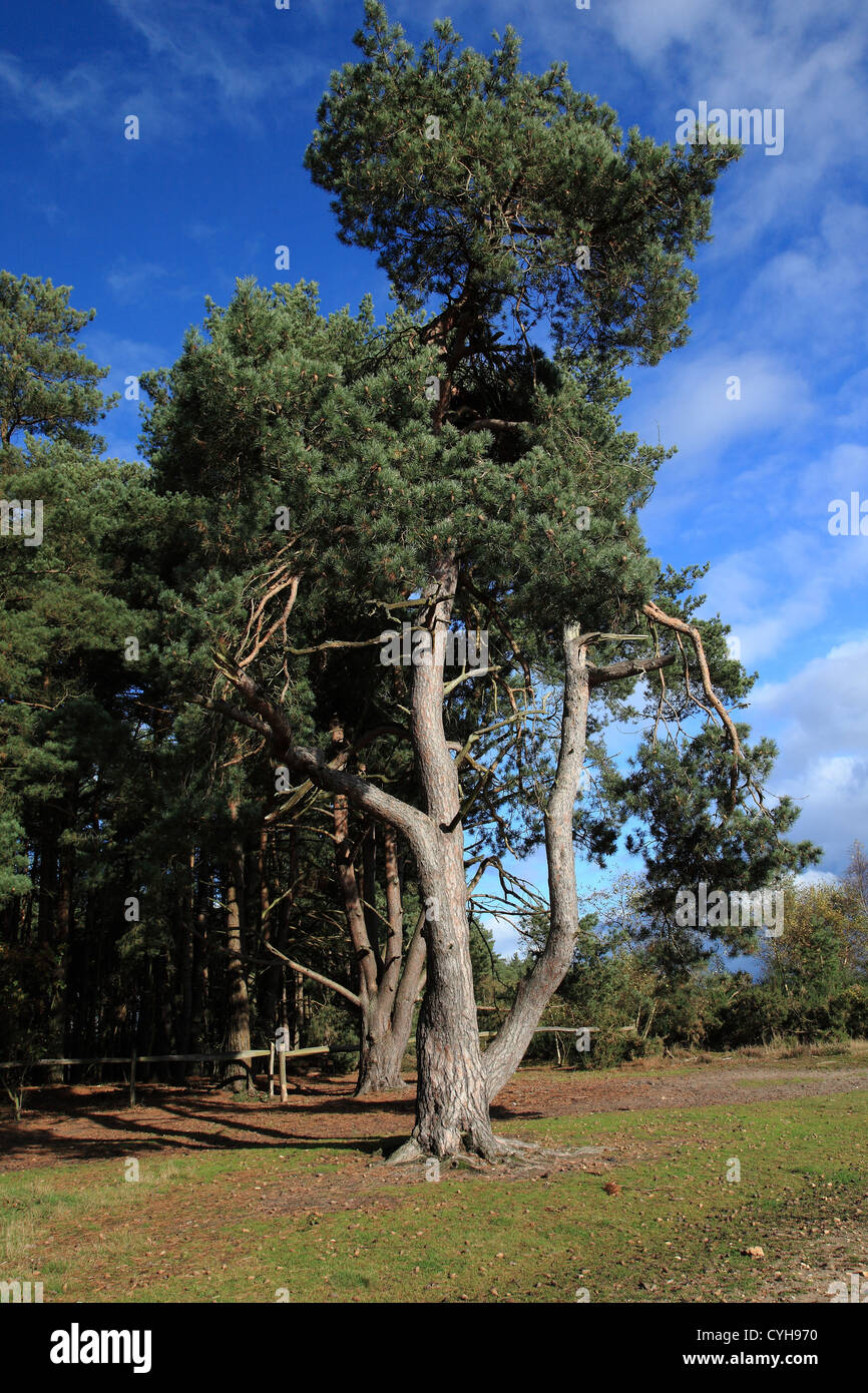Blackheath Common, Surrey, England Stockfoto