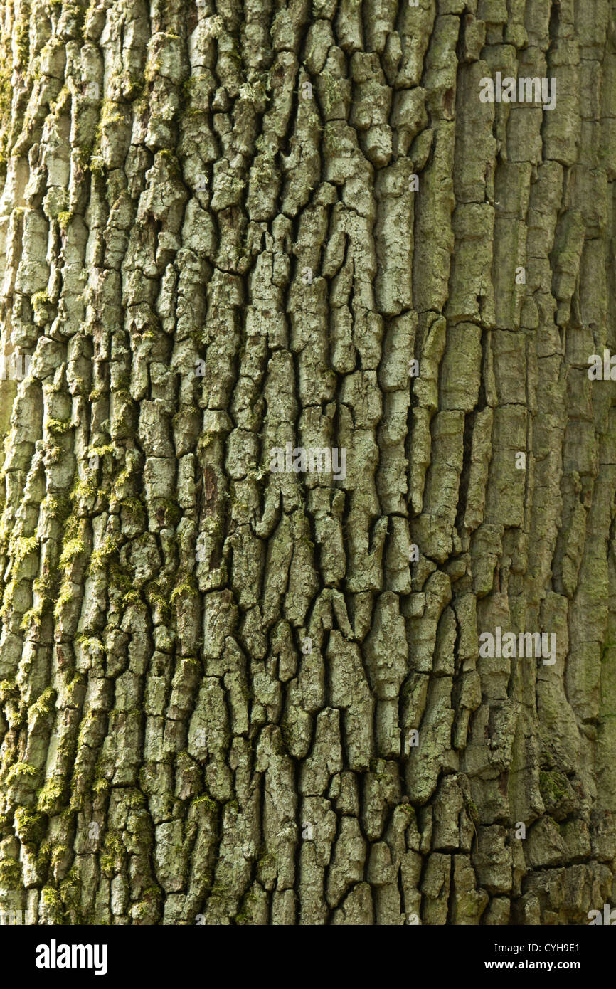 Rinde von Quercus Robur (Synonym f. Pedunculata) oder Stieleiche, pedunculate Eiche oder französische Eiche / / Ecorce de Chêne Pédonculé Stockfoto
