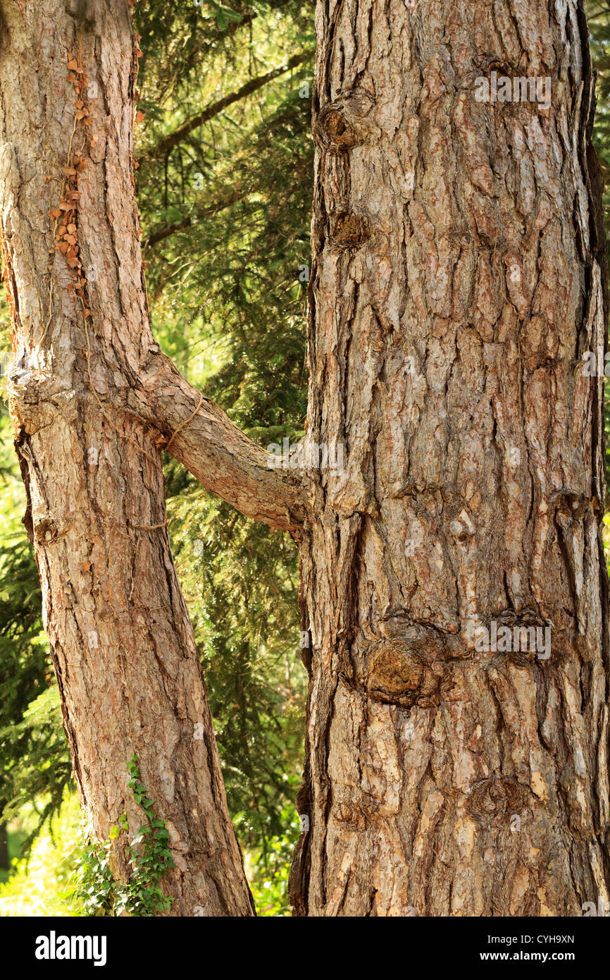 Natürliche Transplantat auf europäischen Schwarzkiefer, Pinus Nigra SSP. Nigra, Frankreich, Arbofolia. Stockfoto