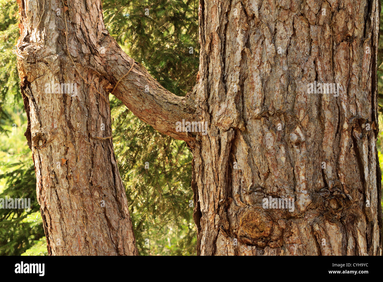 Natürliche Transplantat auf europäischen Schwarzkiefer, Pinus Nigra SSP. Nigra, Frankreich, Arbofolia. Stockfoto