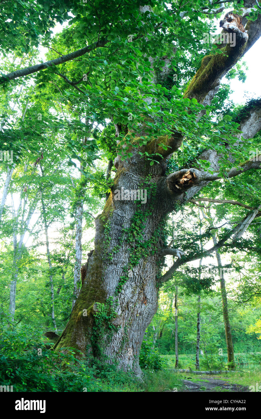 Bemerkenswerte Eiche, Frankreich, Cher, Park des Château De La Verrerie. Stockfoto