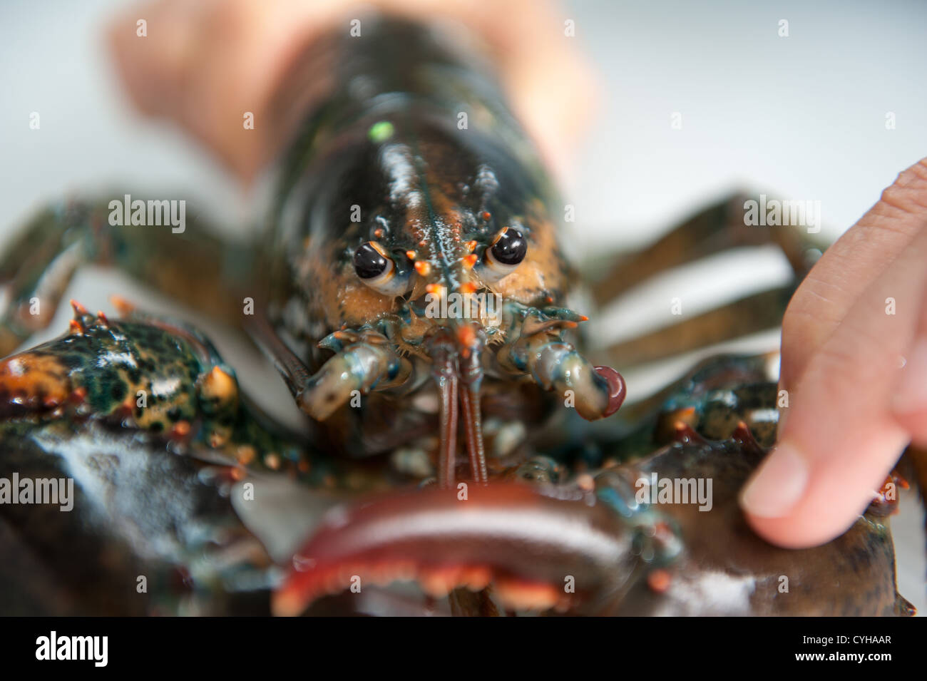 Wissenschaftlers Hand hält einen Hummer im aquatic Research lab Stockfoto