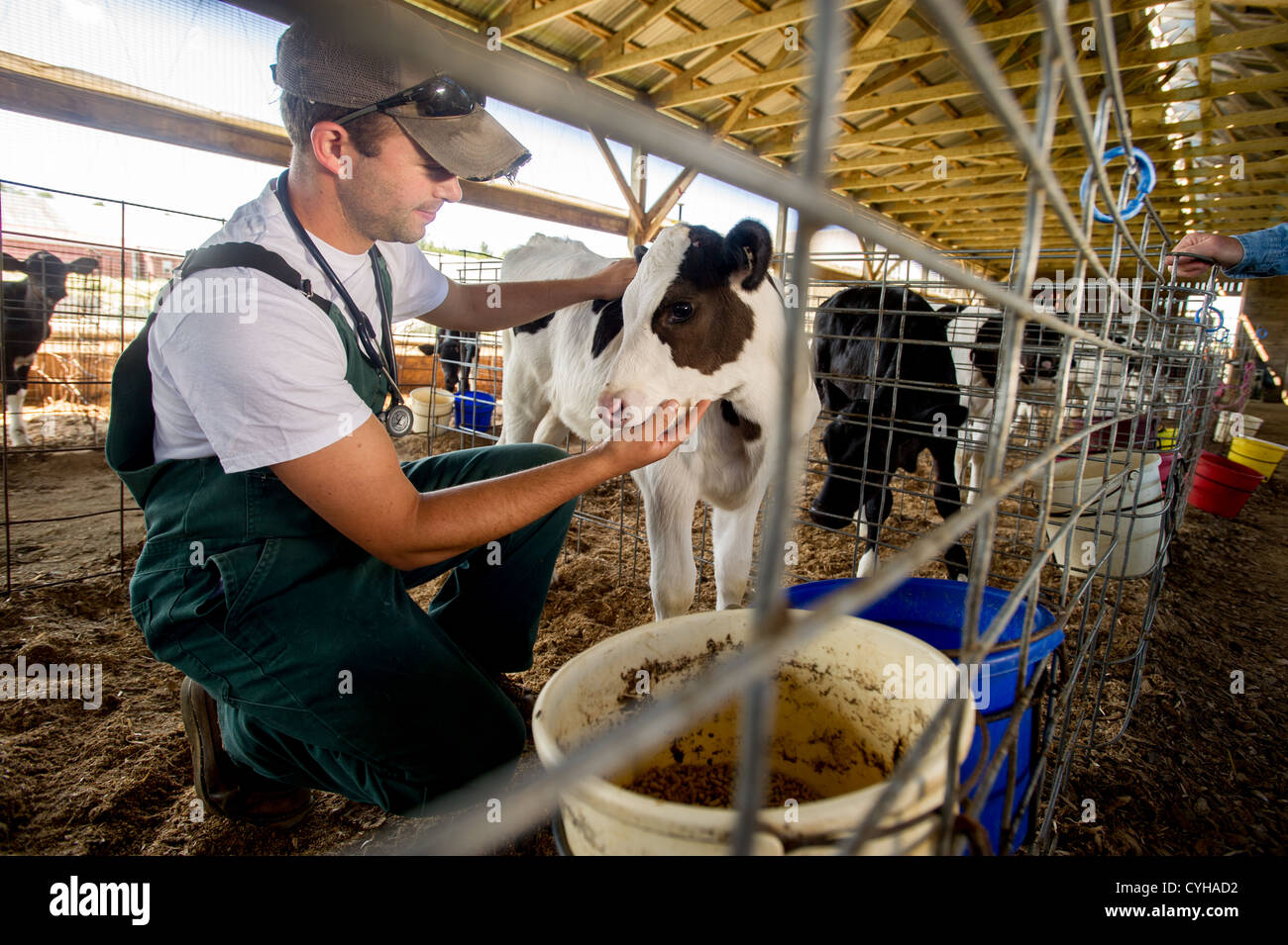 Tierarzt Inspektion Milchkühe in einem Stall in Scheune Stockfoto