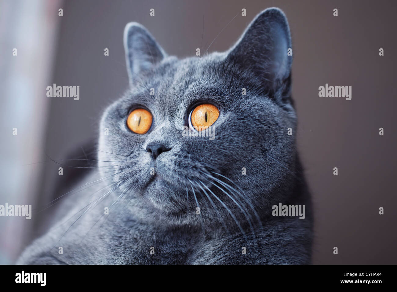 Zufrieden Schnauze des grauen britische Katze hautnah Stockfoto