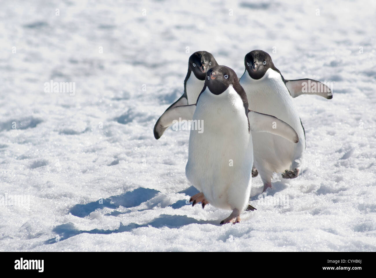 Drei Adelie-Pinguine, die zu Fuß in Linie Stockfoto