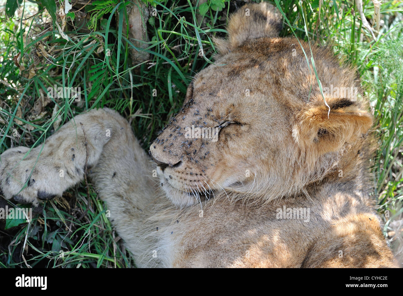 East African Lion - Massai-Löwe (Panthera Leo Nubica) weiblich liegen im Schatten von fliegen belästigt Stockfoto