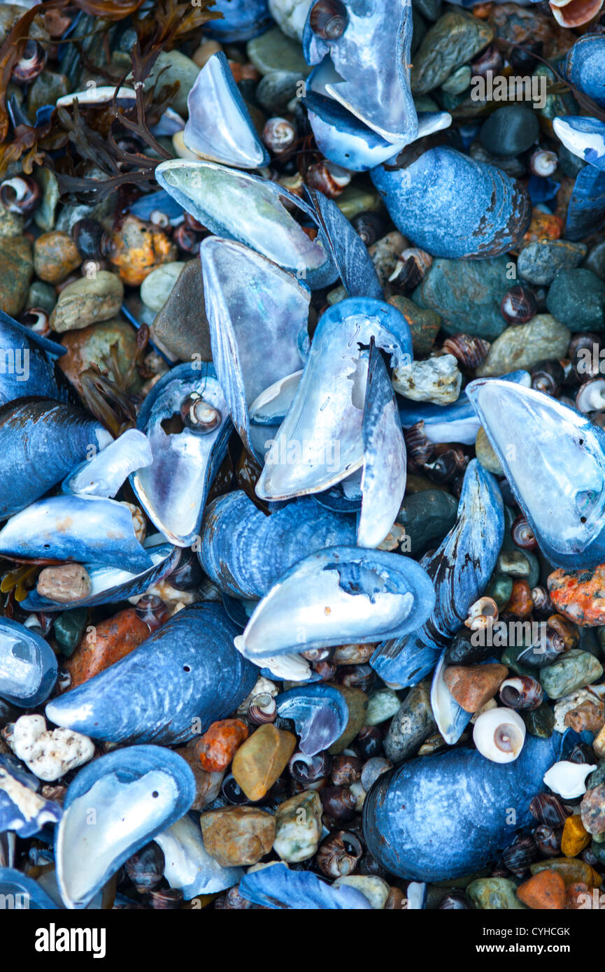Muschelschalen an der Küste von Maine Stockfoto