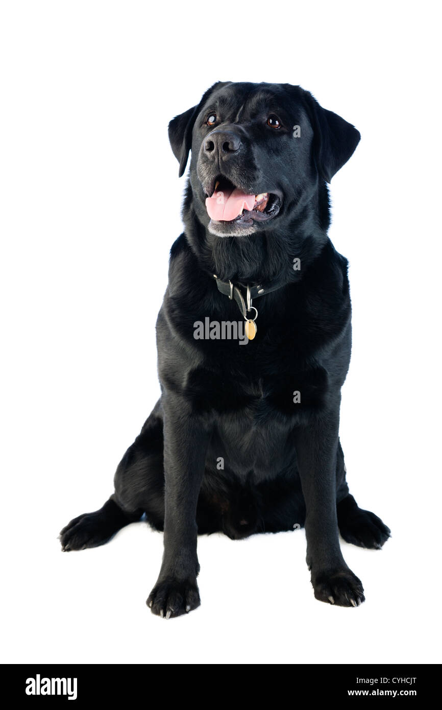Eine sitzende schwarze Labrador Hund mit einem glücklichen Ausdruck auf seinem Gesicht. Stockfoto