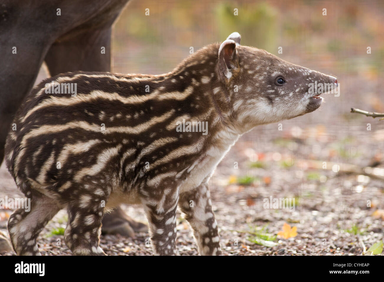 Ein Baby brasilianische Tapir in Twycross Zoo, Warwickshire geboren. Stockfoto