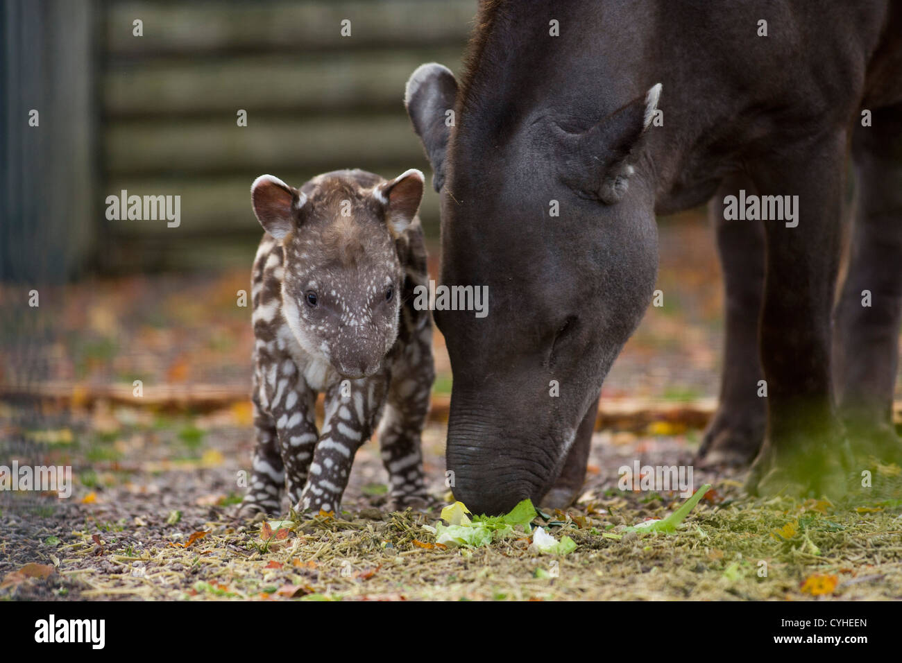 Ein Baby abgebildet brasilianische Tapir in Twycross Zoo, Warwickshire, geboren mit seiner Mutter. Stockfoto