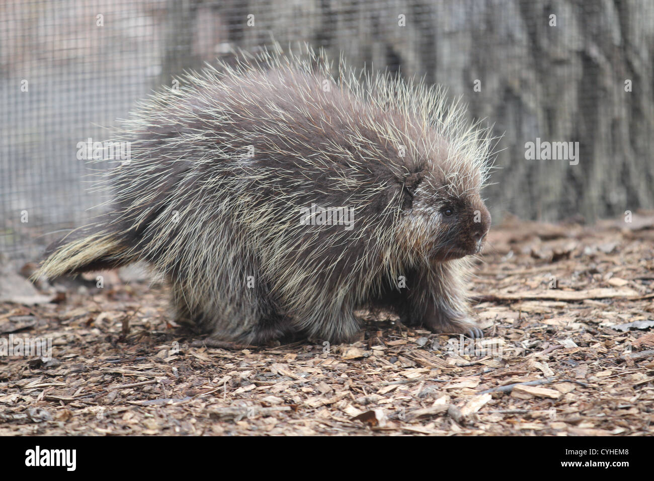Stachelschwein zu Fuß auf den Boden, Profil Stockfoto