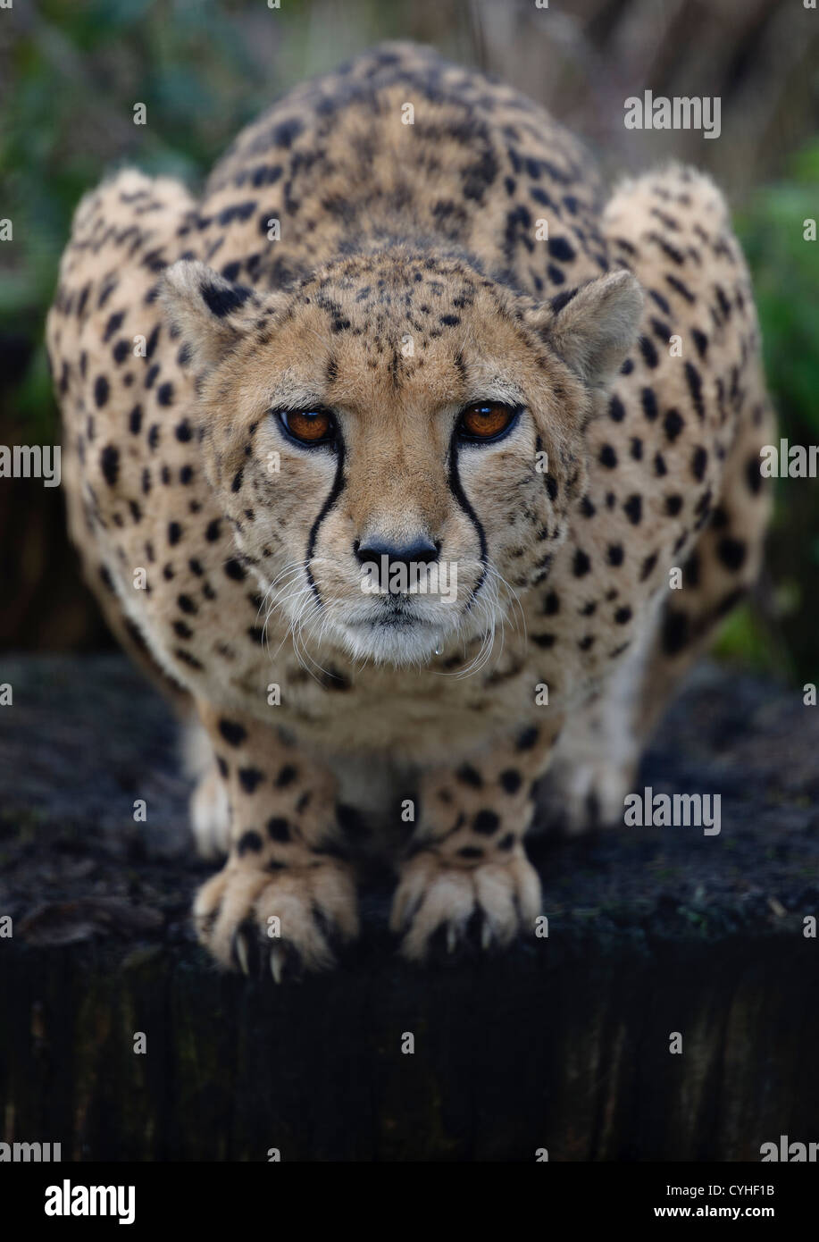 Gepard (Acinonyx Jubatus) sitzen auf Hüften beobachten Beute mit starken Blickkontakt und Speichelfluss Stockfoto