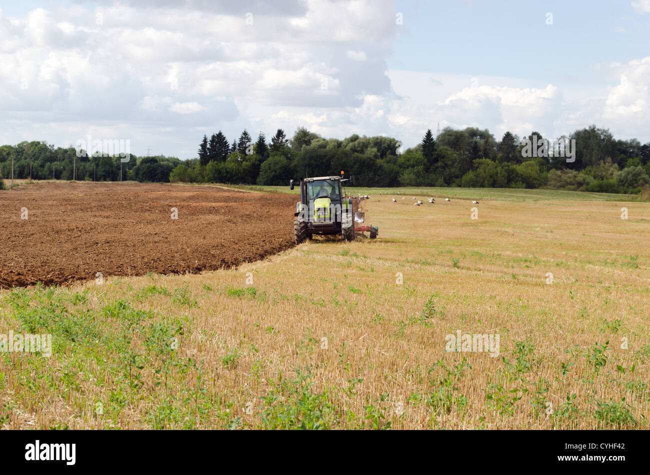 Grüner Traktor Pflug Agrarbereich im Herbst und viele Störche, die auf der Suche nach Nahrung. Stockfoto