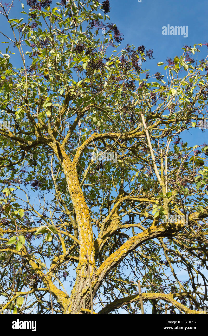 Sambucus kofferraum -Fotos und -Bildmaterial in hoher Auflösung – Alamy