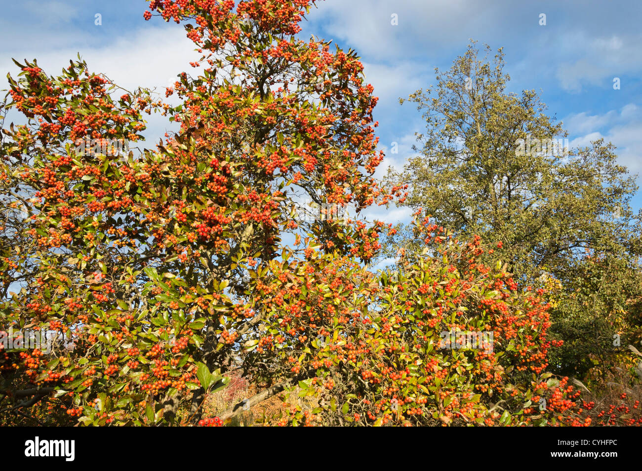 Cockspur Weißdorn (Crataegus crus-Galli) Stockfoto