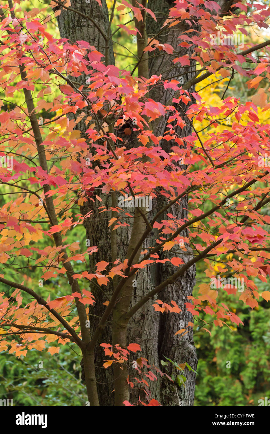 Red Maple (Acer rubrum) Stockfoto